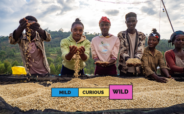 ETHIOPIA | Sidama Arbegona | Heirloom | Natural | 2026