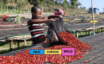 ETHIOPIA | Solo Daye Bensa | Heirloom | Natural | 2026