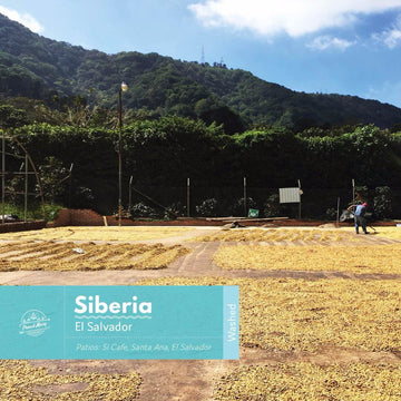 El Salvador | Siberia | Red Bourbon | Washed | Filter